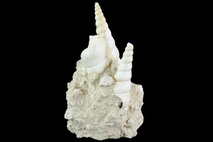 Fossil Gastropod (Haustator) Cluster - Damery, France #74510